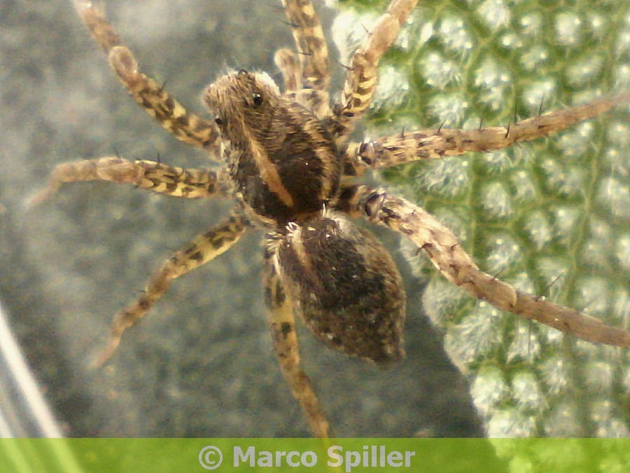 Pardosa sp. - Vicenza